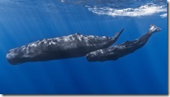 Mother_and_baby_sperm_whale (1)