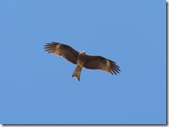 IMG_6780