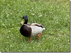 IMG_5291
